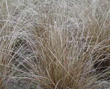 Carex comans 'Bronze Form'