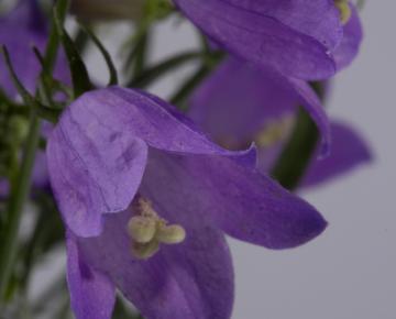 Campanula cochleariifolia 'Blue'