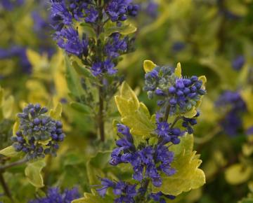 Caryopteris clandonensis 'Gold Crest'