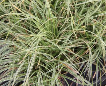 Carex conica 'Snowline'