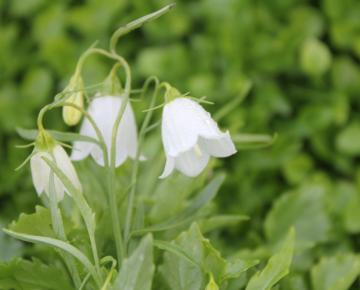 Campanula cochleariifolia 'White Baby'