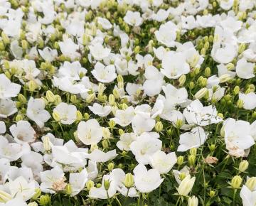 Campanula carpatica 'White Clips'