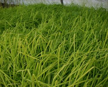 Carex elata 'Aurea' ('Bowles Golden Sedge')