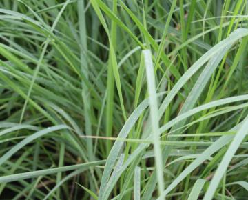 Calamagrostis epigejos