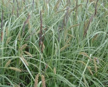 Carex flacca 'Buis'