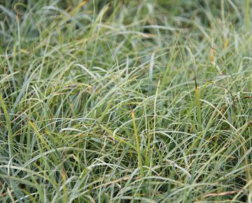 Carex flacca 'Blue Zinger'
