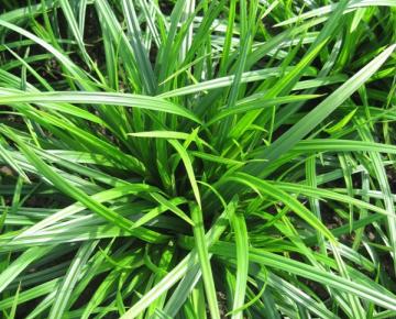 Carex morrowii 'Irish green'