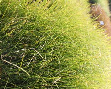 Carex flaggelifera 'Kiwi'