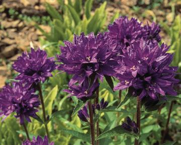 Campanula glomerata 'Acaulis'