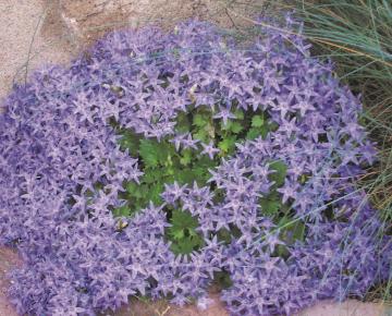 Campanula garganica