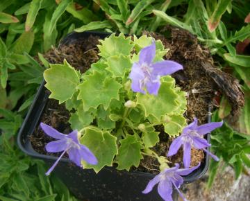 Campanula garganica 'Dickson's Gold'