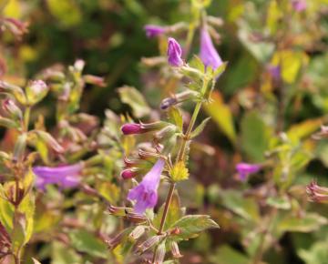 Calamintha grandiflora