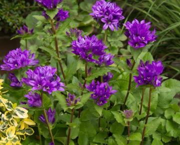 Campanula glomerata 'Superba' ('Dahurica')