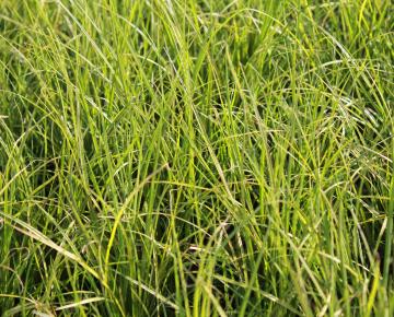 Carex howardii 'Phoenix green'