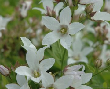 Campanula lactiflora 'Alba'
