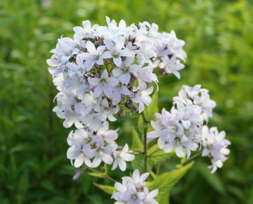 Campanula lactiflora 'Loddon Anna'