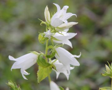 Campanula latifolia 'Macrantha Alba'