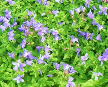 Campanula lactiflora 'Prichard's Variety'