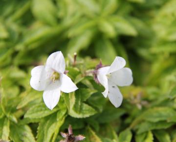 Campanula lactiflora 'White Pouffe'