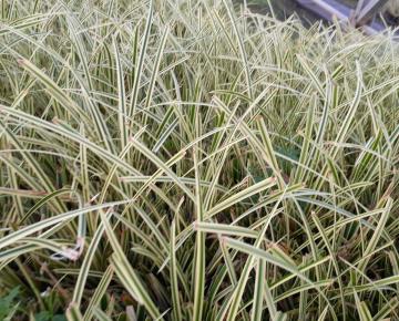 Carex morrowii 'Goldband'