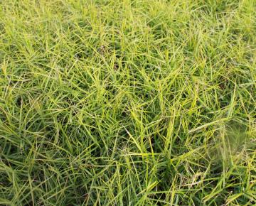 Carex muskingumensis 'Little Midge'