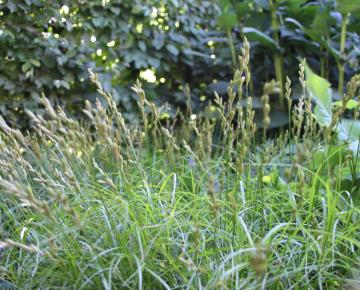 Carex muskingumensis