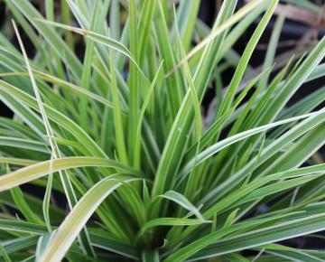Carex morrowii 'Variegata'