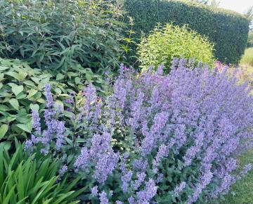 Calamintha nepeta 'Blue Cloud'