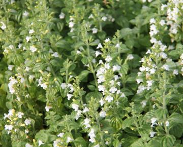 Calamintha nepeta 'Marvelette White'