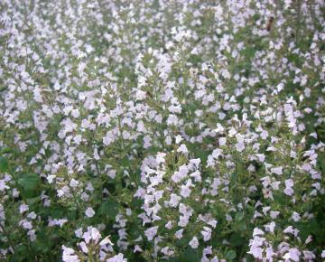 Calamintha nepeta ssp. nepeta