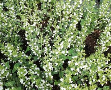 Calamintha nepeta 'White Cloud'