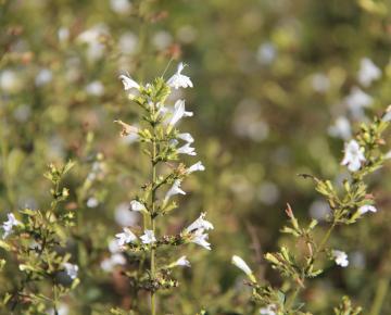 Calamintha nepeta 'Weisser Riese'