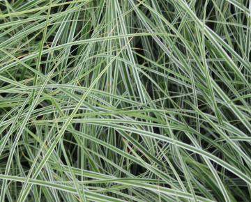 Carex oshimensis 'Everest' ('Fiwhite') PBR