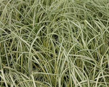Carex oshimensis 'Evergold'
