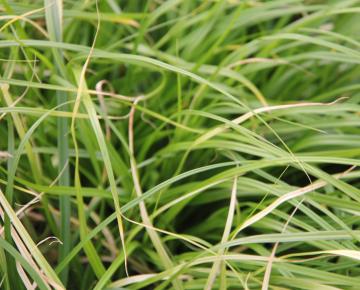 Carex oshimensis 'Evergreen'