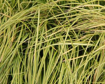 Carex oshimensis 'Everoro'