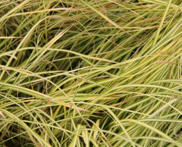 Carex oshimensis 'Eversheen'