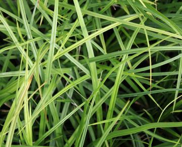 Carex oshimensis 'J.S.Greenwell' ®