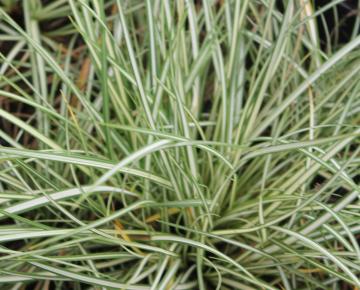 Carex ornithopoda 'Variegata'