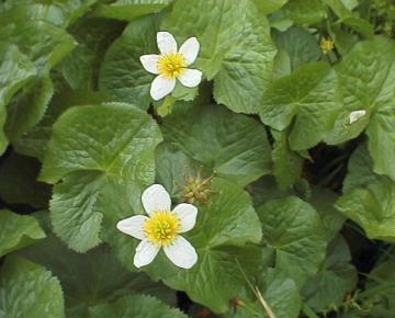 Caltha palustris 'Alba'