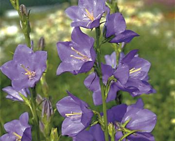 Campanula persicifolia 'Grandiflora Coerulea'
