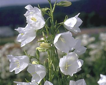 Campanula persicifolia 'Grandiflora Alba'