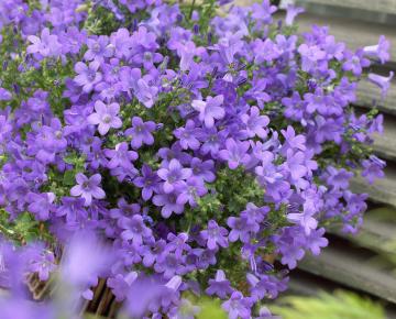 Campanula portenschlagiana 'Catharina'