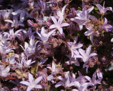 Campanula poscharskyana 'Lisduggan's Variety'