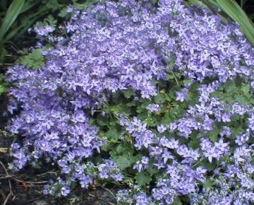 Campanula poscharskyana