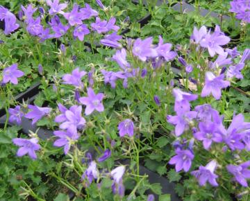 Campanula portenschlagiana 'Resholt Variety'