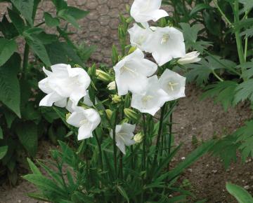 Campanula persicifolia 'Takion White'