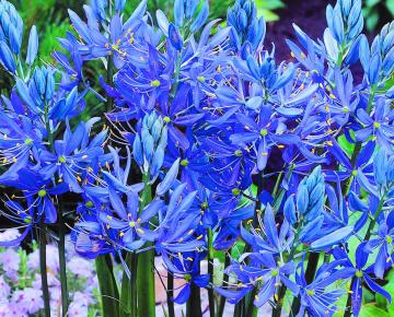 Camassia quamash ('Esculenta')