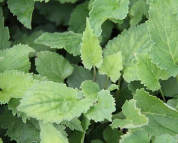 Campanula rapunculoïdes