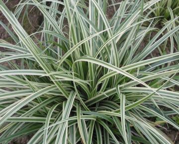 Carex  'Silver Sceptre'